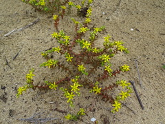 Sedum sasakii