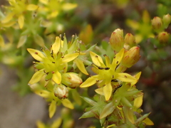Sedum sasakii