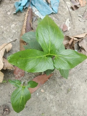 Typhonium trilobatum