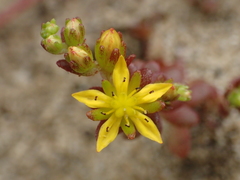 Sedum sasakii