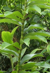 Dimerocostus argenteus