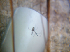 Leucauge