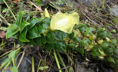 Dimerocostus argenteus