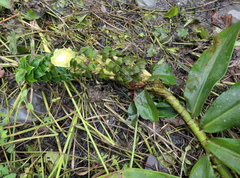 Dimerocostus argenteus