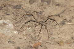 Sicarius boliviensis