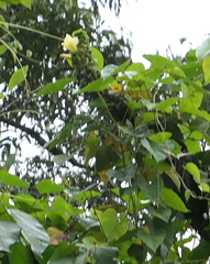 Dimerocostus argenteus