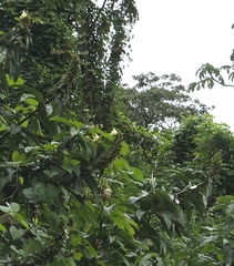 Dimerocostus argenteus