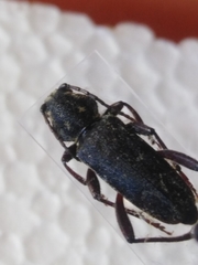Xylotrechus rusticus