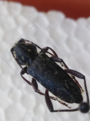 Xylotrechus rusticus