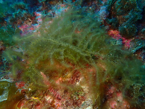 Sporochnus pedunculatus observed 2026-04-26