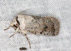 Proteuxoa amaurodes