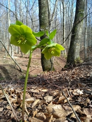 Helleborus odorus