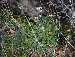 Phacelia egena