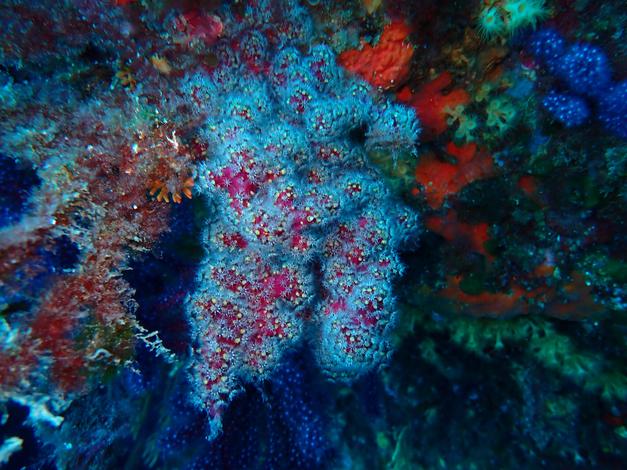 Alcyonium coralloides (Pallas, 1766)