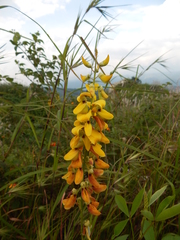 Crotalaria trichotoma