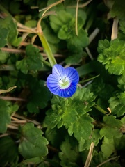Veronica persica