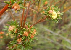 Phyllota pleurandroides