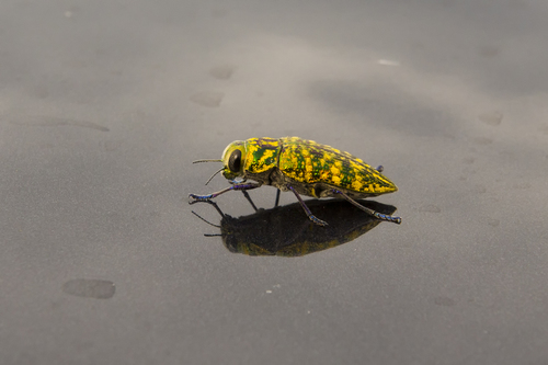 Lampetis aurata · iNaturalist