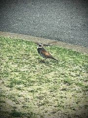 Turdus eunomus