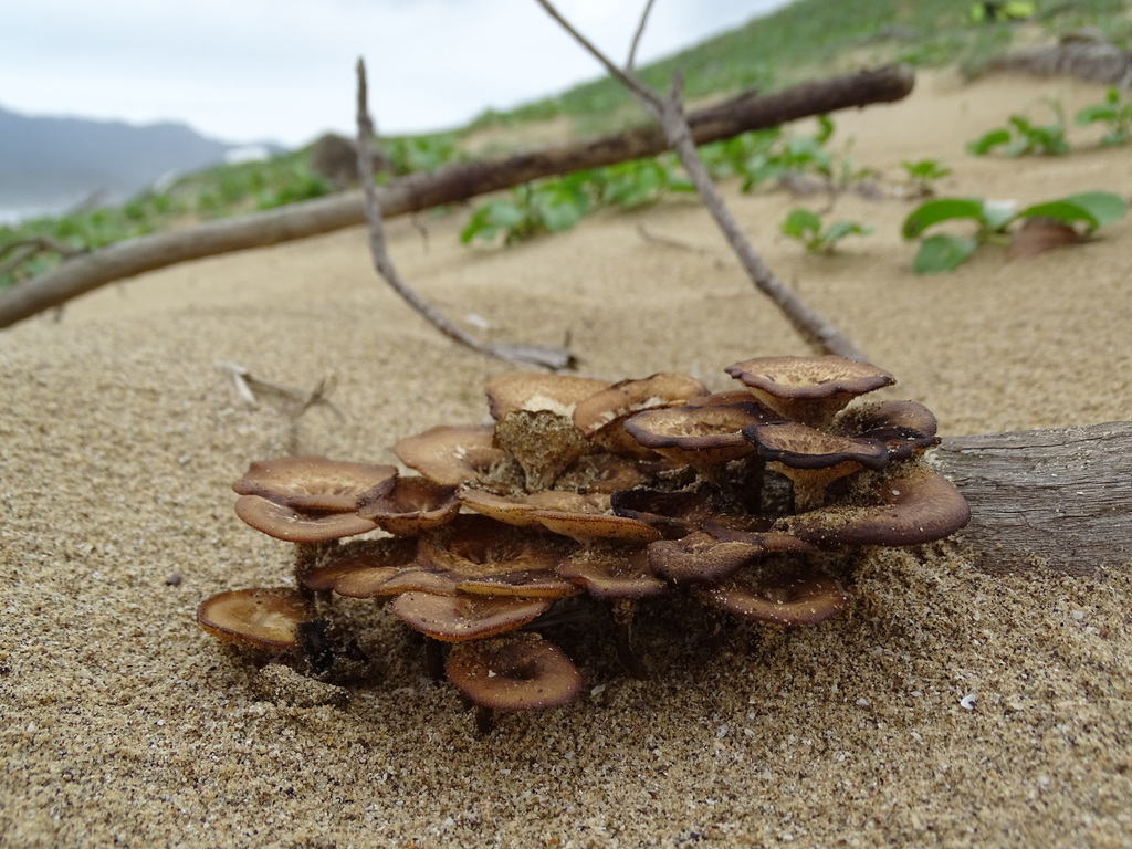 Lentinus arcularius · April 2016 · photo: © leaf0605 (iNaturalist, cc0)