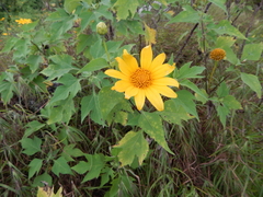 Tithonia diversifolia