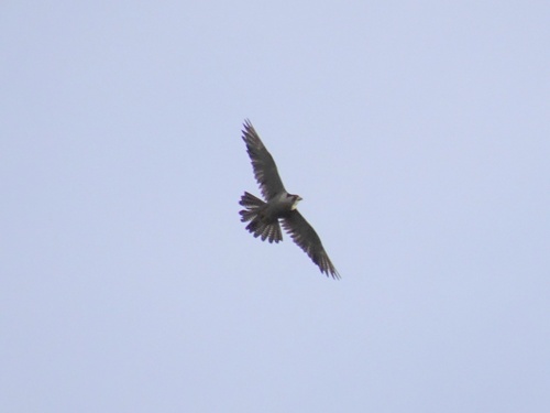 Eastern Peregrine Falcon