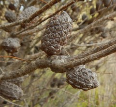 Allocasuarina muelleriana