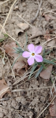 Phlox longifolia