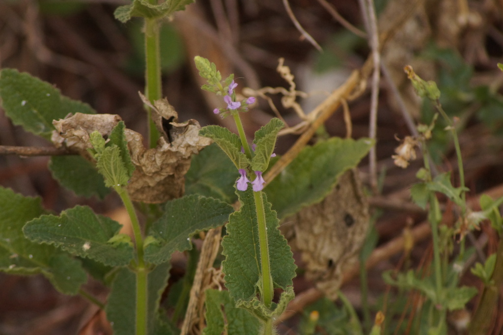 Stachys agraria; photograph (c) Carlos Domínguez-Rodríguez, some rights reserved (CC BY)