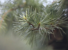 Cedrus deodara