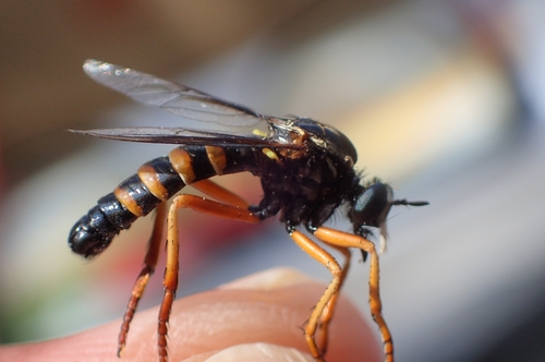 Saropogon flavicinctus
