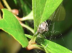 Neoscona menghaiensis