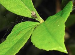 Neoscona menghaiensis