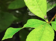 Neoscona menghaiensis