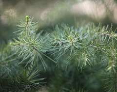 Cedrus deodara