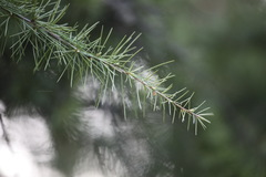Cedrus deodara