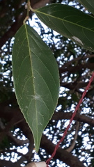 Hydnocarpus pentandrus