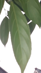 Hydnocarpus pentandrus