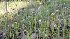 Plectritis ciliosa insignis