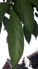 Hydnocarpus pentandrus