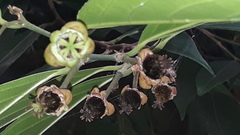 Hydnocarpus pentandrus