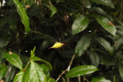 Gasteracantha sauteri