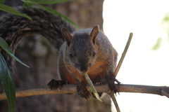 Sciurus aureogaster