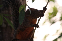 Sciurus aureogaster
