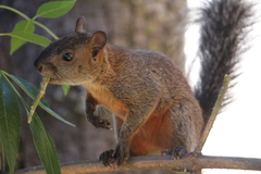 Sciurus aureogaster