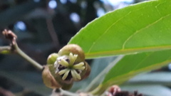 Hydnocarpus pentandrus