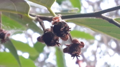 Hydnocarpus pentandrus