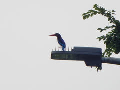 Halcyon cyanoventris