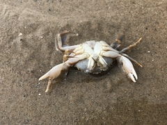 Liocarcinus