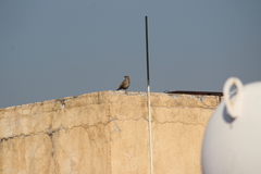 Toxostoma curvirostre